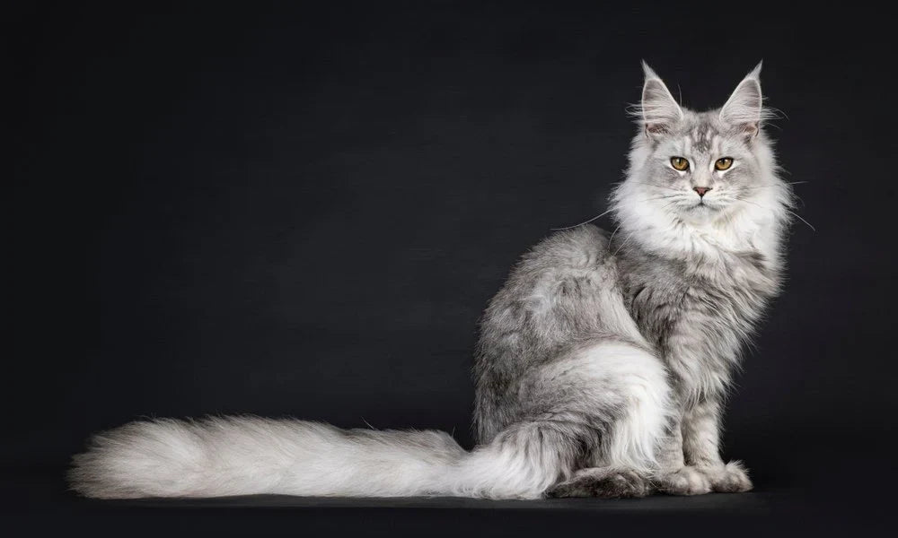 Comment choisir un arbre à chat pour un Maine Coon ?