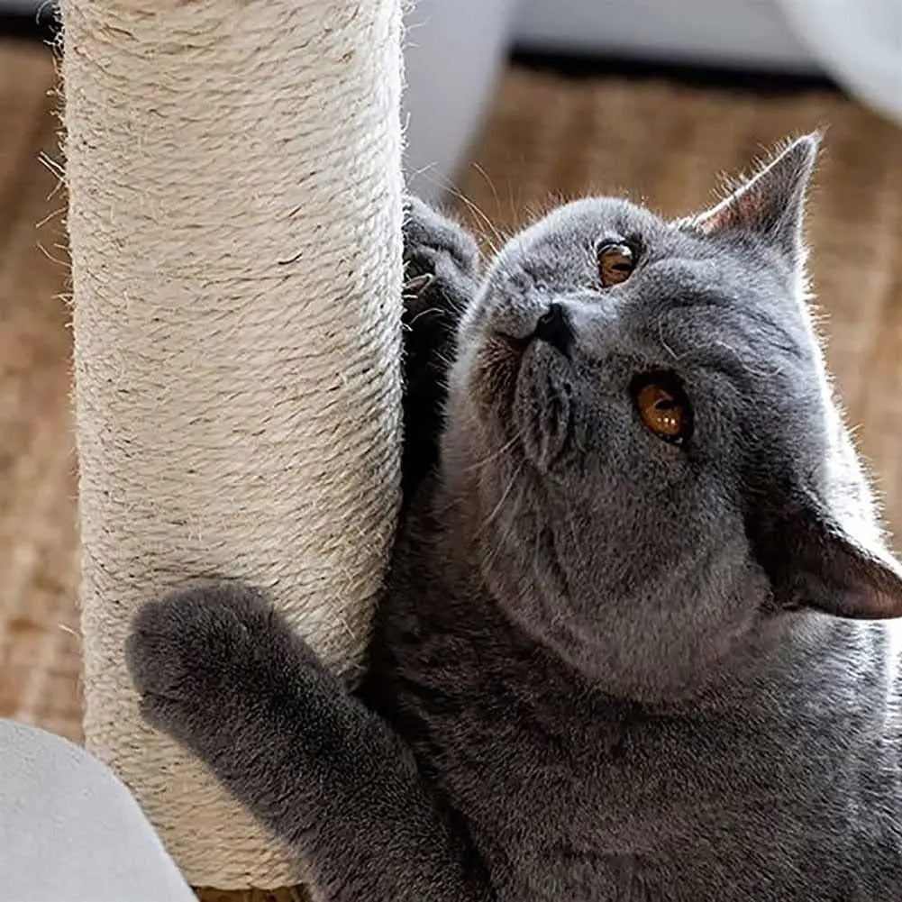 Arbre a chat Design en Bois Massif - Modèle SkyNest